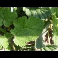 Erodium Pelargoniflorum (fam. Geraniacees) (Asie occidentale & Centrale) (12)